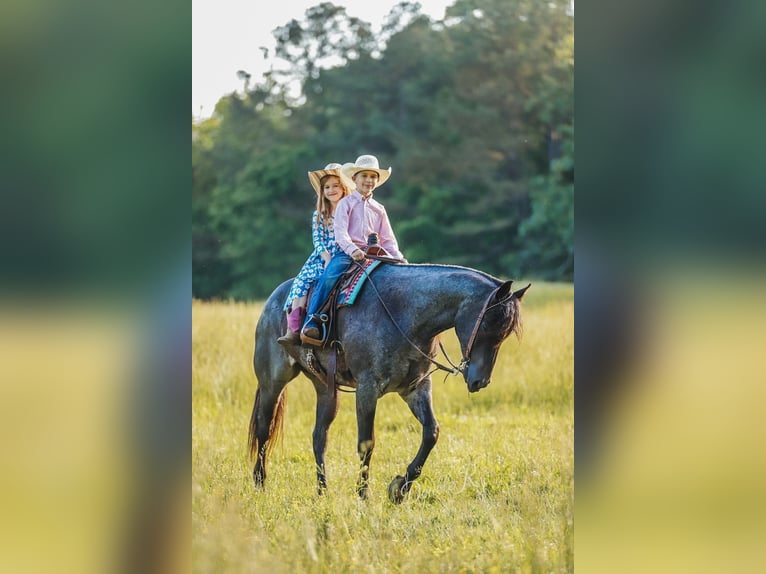 American Quarter Horse Wałach 7 lat 157 cm Gniadodereszowata in Lyles, TN