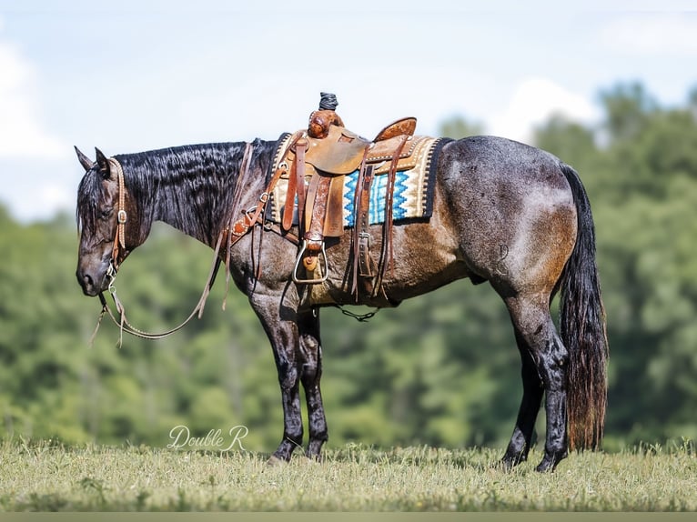 American Quarter Horse Wałach 7 lat 157 cm Gniadodereszowata in Lyles, TN