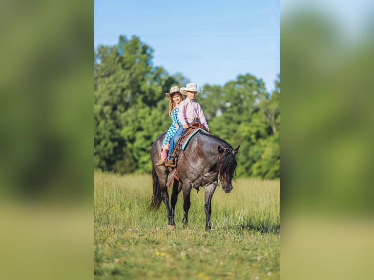 American Quarter Horse Wałach 7 lat 157 cm Gniadodereszowata in Lyles, TN