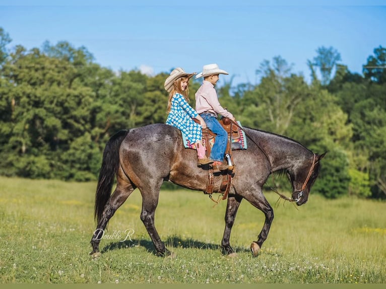 American Quarter Horse Wałach 7 lat 157 cm Gniadodereszowata in Lyles, TN