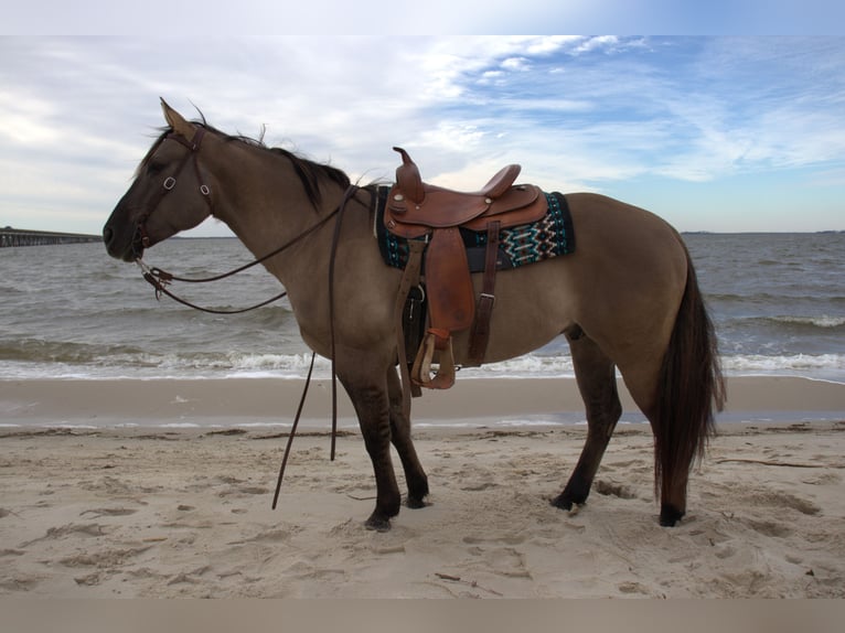 American Quarter Horse Wałach 7 lat 157 cm Grullo in Manns Harbor