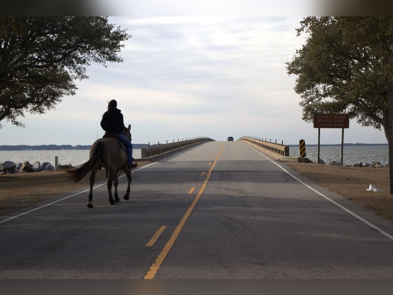 American Quarter Horse Wałach 7 lat 157 cm Grullo in Manns Harbor