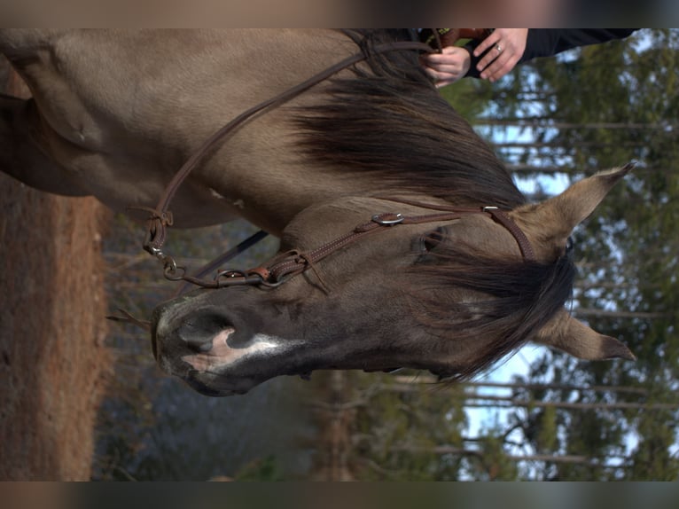 American Quarter Horse Wałach 7 lat 157 cm Grullo in Manns Harbor