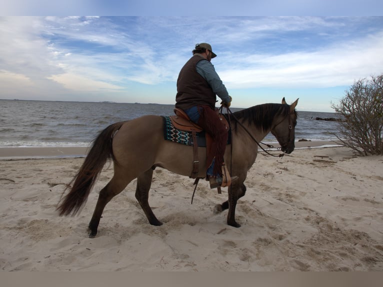 American Quarter Horse Wałach 7 lat 157 cm Grullo in Manns Harbor