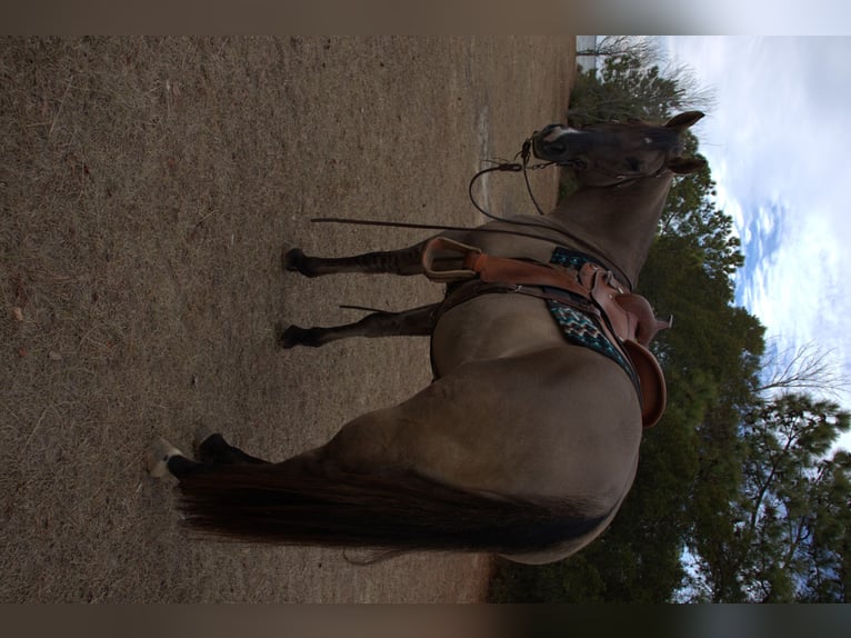 American Quarter Horse Wałach 7 lat 157 cm Grullo in Manns Harbor