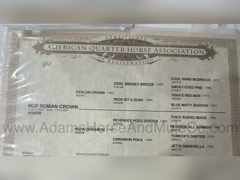 American Quarter Horse Wałach 7 lat 157 cm Grullo in Wickenburg, AZ