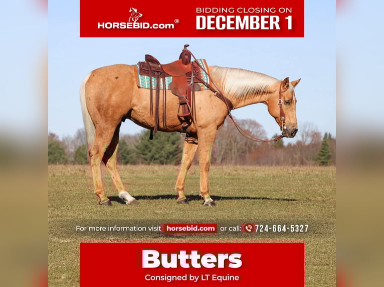 American Quarter Horse Wałach 7 lat 157 cm Izabelowata in Clarion