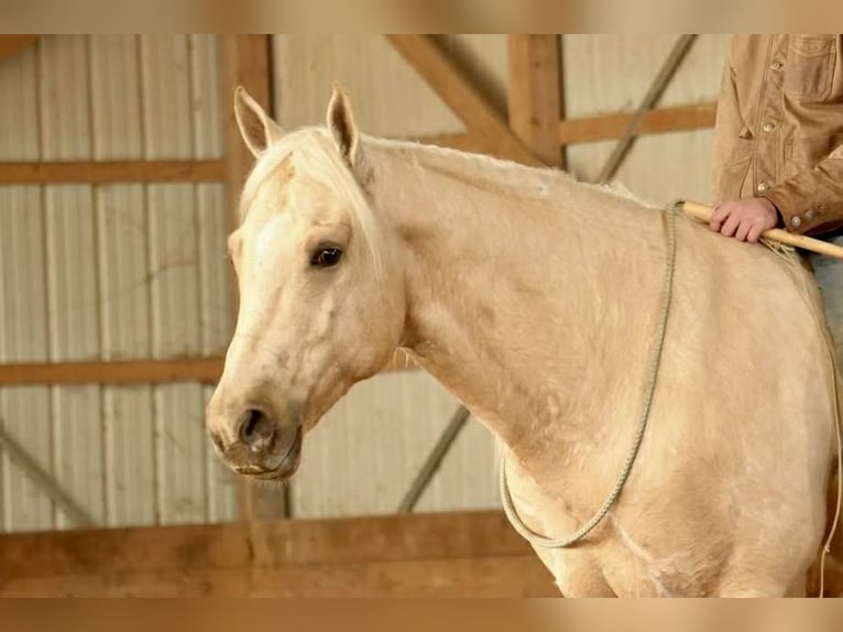 American Quarter Horse Wałach 7 lat 157 cm Izabelowata in Fresno