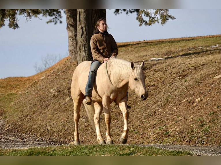 American Quarter Horse Wałach 7 lat 157 cm Izabelowata in Fresno