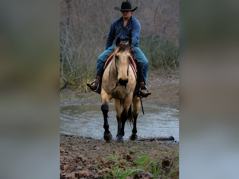 American Quarter Horse Wałach 7 lat 157 cm Jelenia in Plano