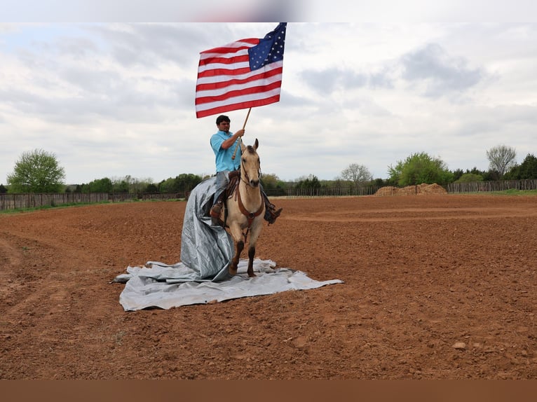 American Quarter Horse Wałach 7 lat 157 cm Jelenia in Ripley