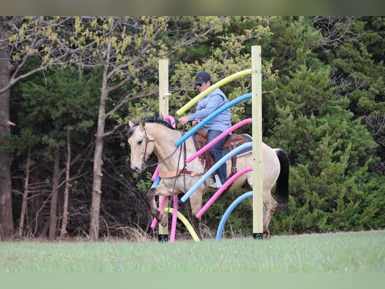 American Quarter Horse Wałach 7 lat 157 cm Jelenia in Ripley