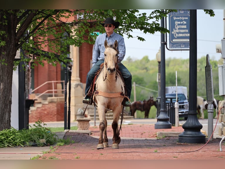 American Quarter Horse Wałach 7 lat 157 cm Jelenia in Ripley