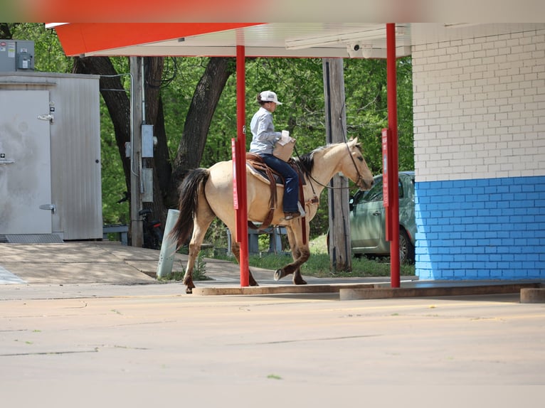 American Quarter Horse Wałach 7 lat 157 cm Jelenia in Ripley
