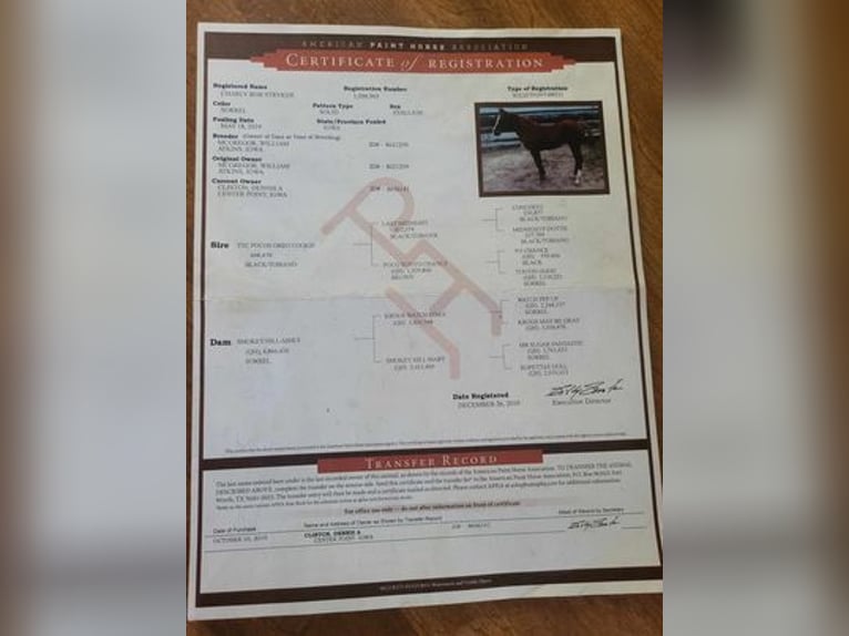 American Quarter Horse Wałach 7 lat 157 cm Kasztanowata in BENTON, KY