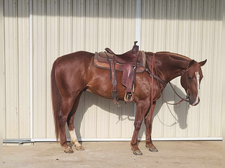 American Quarter Horse Wałach 7 lat 157 cm Kasztanowata in BENTON, KY