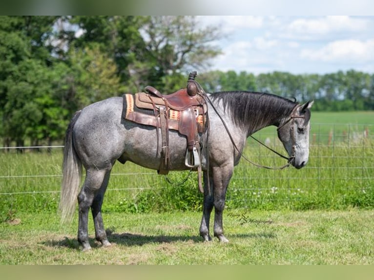 American Quarter Horse Wałach 7 lat 157 cm Siwa in Harwood