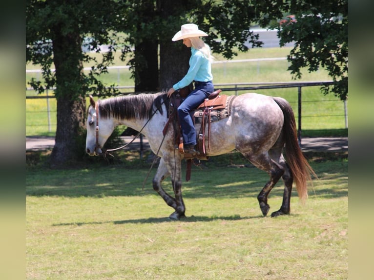 American Quarter Horse Wałach 7 lat 157 cm Siwa in Salisaw, OK