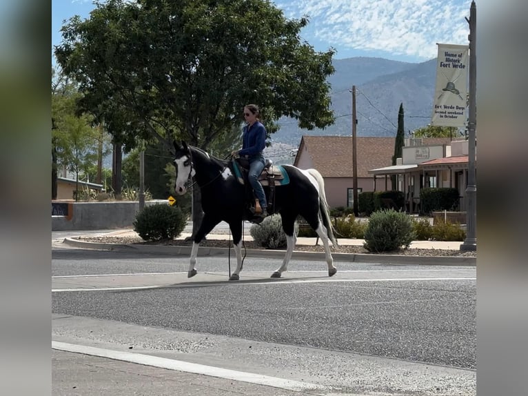 American Quarter Horse Wałach 7 lat 157 cm Tobiano wszelkich maści in Camp Verde AZ