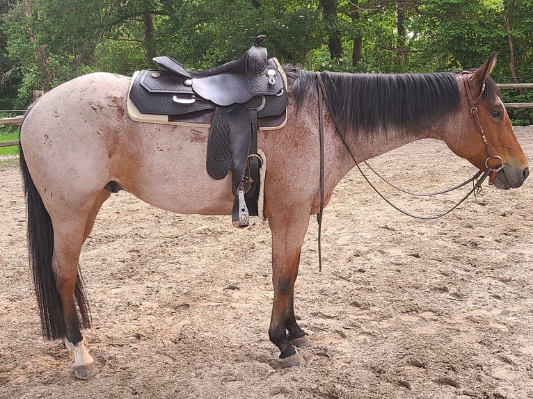 American Quarter Horse Wałach 7 lat 158 cm Gniadodereszowata in Osterholz-Scharmbeck