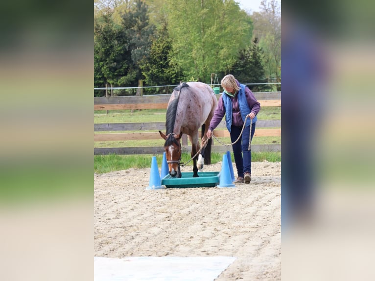 American Quarter Horse Wałach 7 lat 158 cm Gniadodereszowata in Osterholz-Scharmbeck
