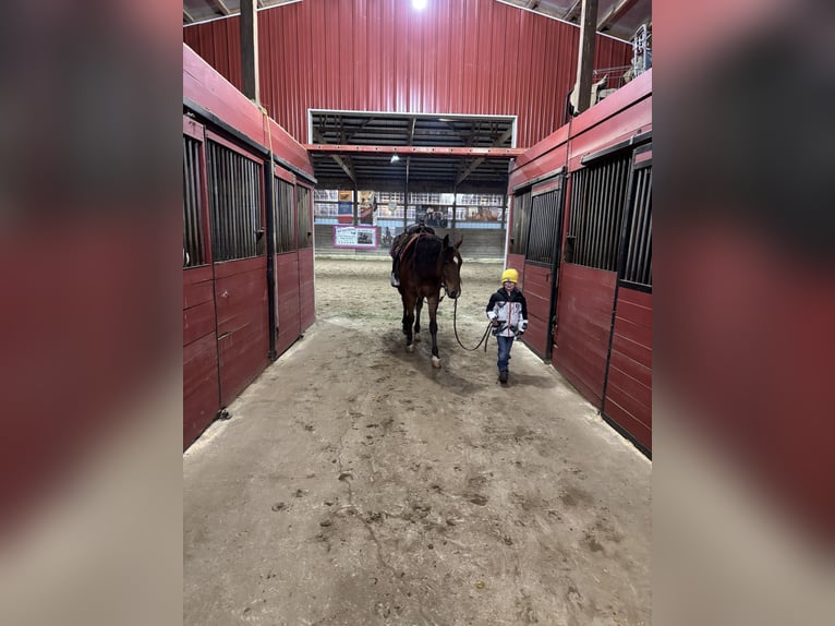 American Quarter Horse Wałach 7 lat 160 cm Gniada in Saginaw