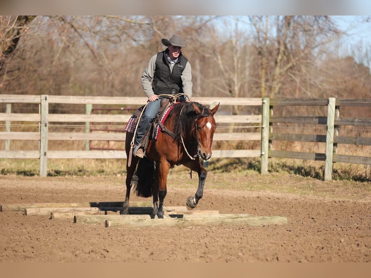 American Quarter Horse Wałach 7 lat 160 cm Gniada in Saginaw