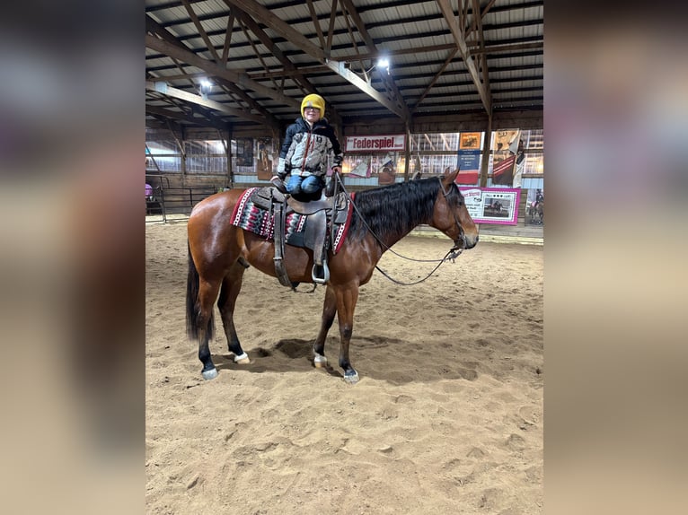 American Quarter Horse Wałach 7 lat 160 cm Gniada in Saginaw