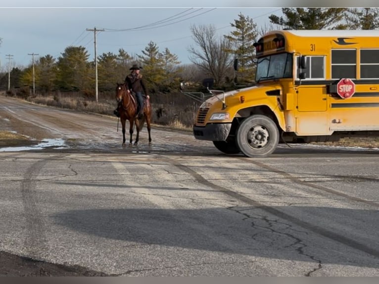 American Quarter Horse Wałach 7 lat 160 cm Gniada in Saginaw