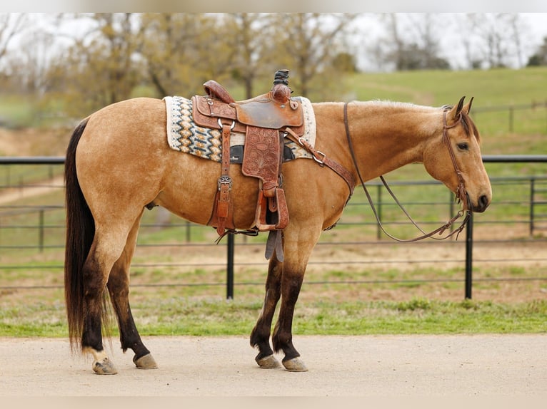 American Quarter Horse Wałach 7 lat 160 cm Jelenia in Batesville