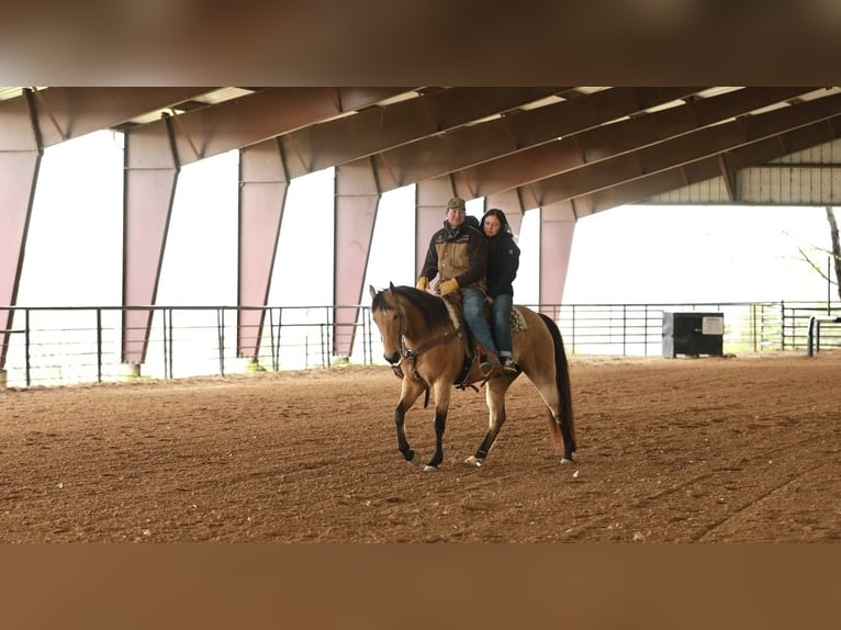 American Quarter Horse Wałach 7 lat 160 cm Jelenia in Batesville