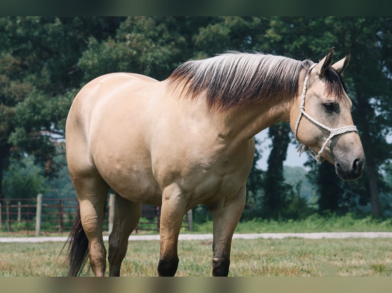 American Quarter Horse Wałach 7 lat 160 cm Jelenia in North Judson, IN