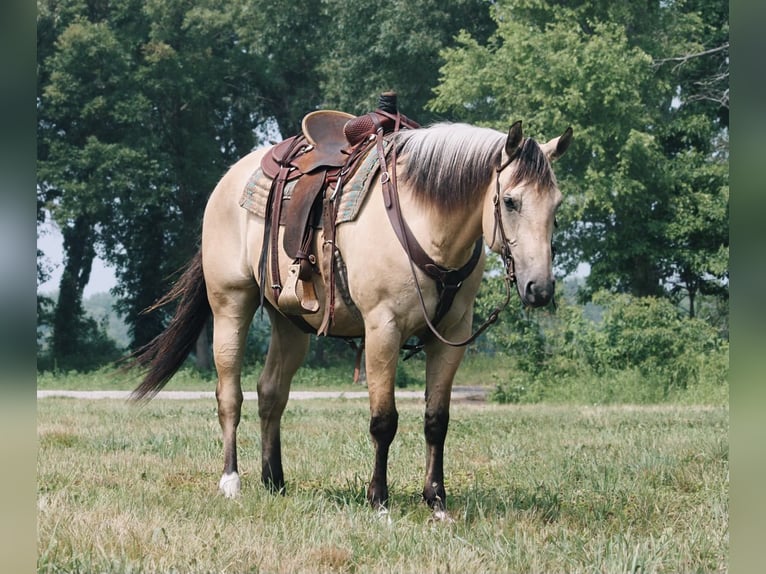 American Quarter Horse Wałach 7 lat 160 cm Jelenia in North Judson, IN