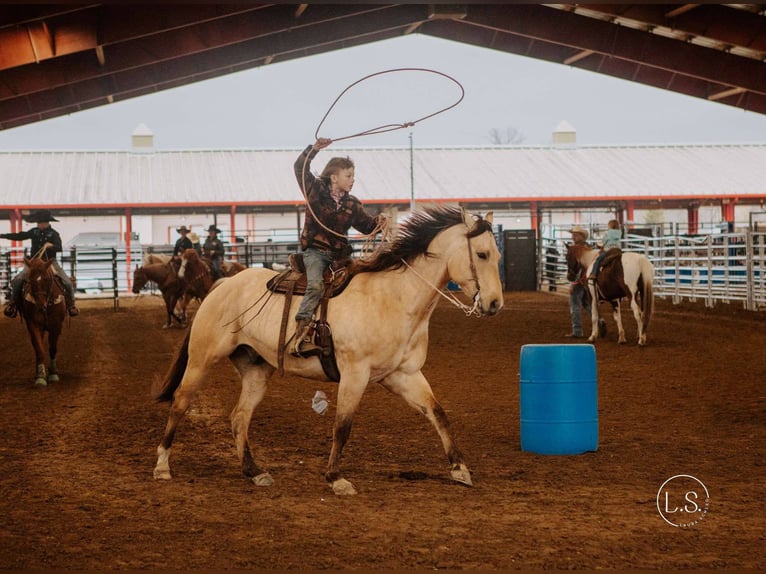 American Quarter Horse Wałach 7 lat 160 cm Jelenia in North Judson, IN