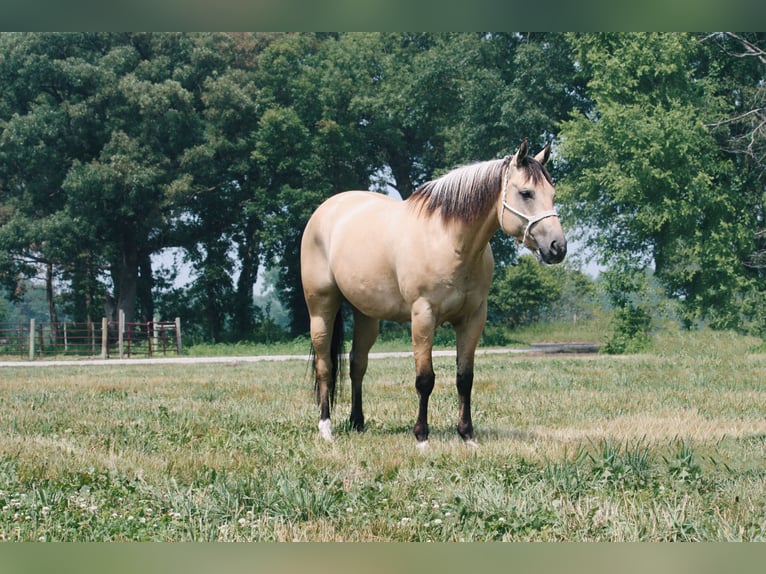 American Quarter Horse Wałach 7 lat 160 cm Jelenia in North Judson, IN