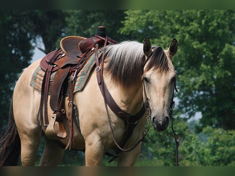 American Quarter Horse Wałach 7 lat 160 cm Jelenia in North Judson, IN