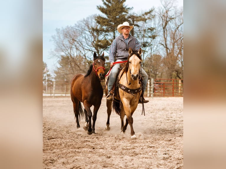 American Quarter Horse Wałach 7 lat 160 cm Jelenia in North Judson, IN
