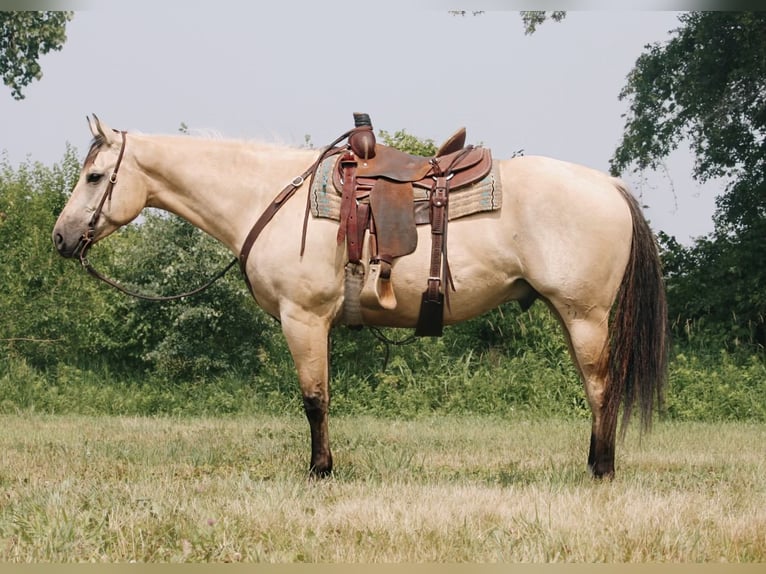 American Quarter Horse Wałach 7 lat 160 cm Jelenia in North Judson, IN