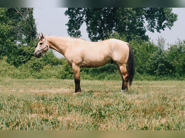 American Quarter Horse Wałach 7 lat 160 cm Jelenia in North Judson, IN