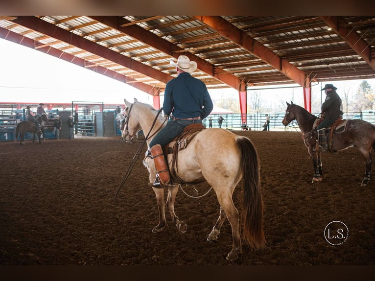American Quarter Horse Wałach 7 lat 160 cm Jelenia in North Judson, IN