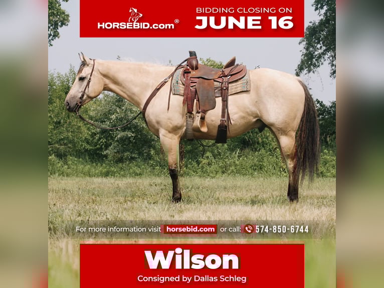 American Quarter Horse Wałach 7 lat 160 cm Jelenia in North Judson, IN