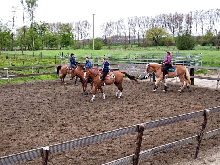 American Quarter Horse Wałach 7 lat 160 cm Kasztanowata in Clinge