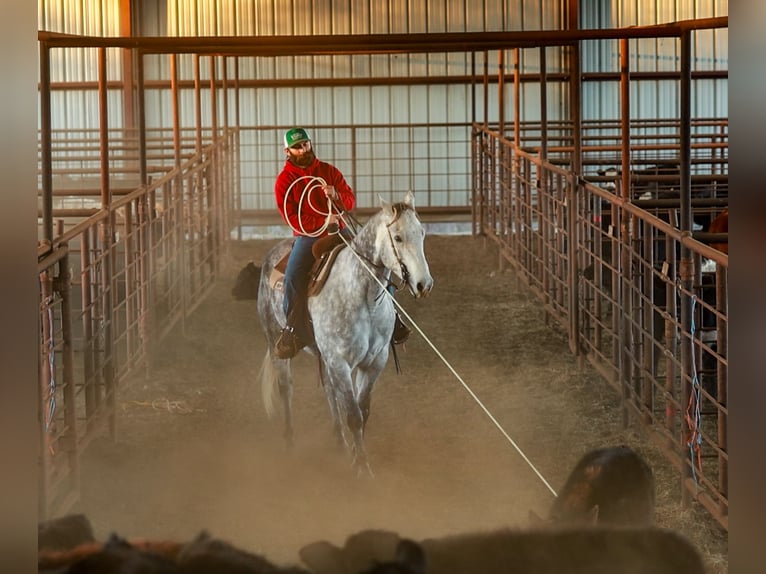 American Quarter Horse Wałach 7 lat 160 cm Siwa in Quitman