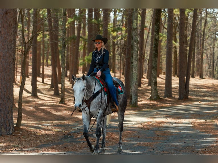 American Quarter Horse Wałach 7 lat 160 cm Siwa in Quitman