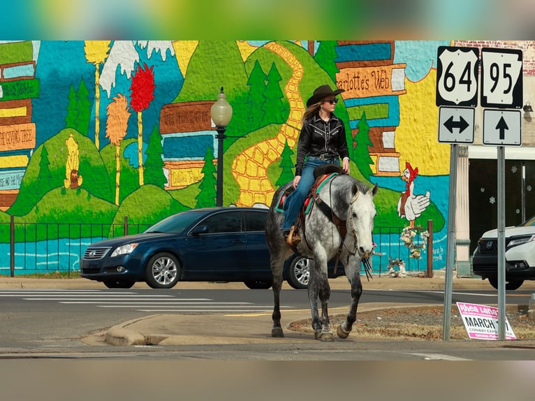 American Quarter Horse Wałach 7 lat 160 cm Siwa in Quitman