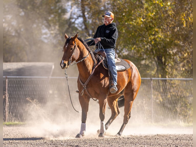 American Quarter Horse Wałach 7 lat 163 cm Gniada in Riverton