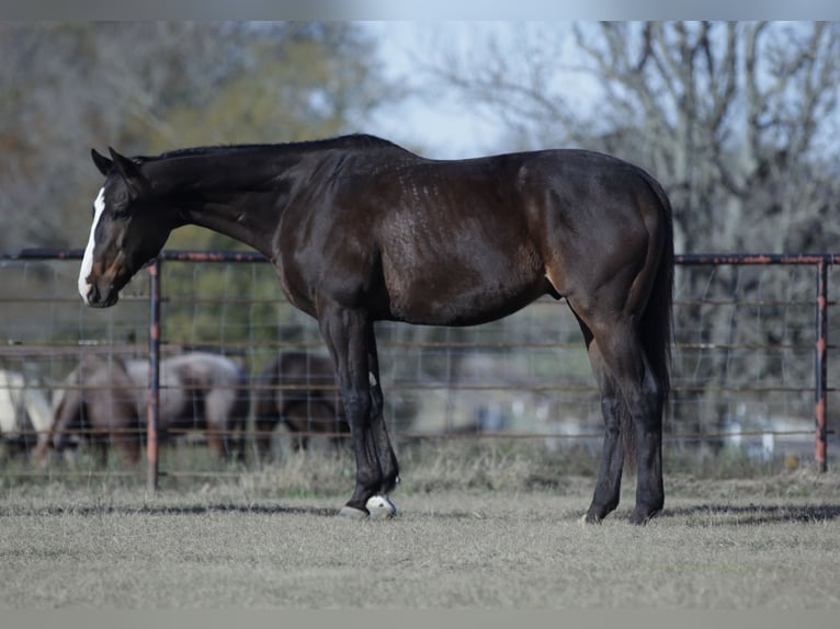 American Quarter Horse Mix Wałach 7 lat 163 cm Gniada in Athens