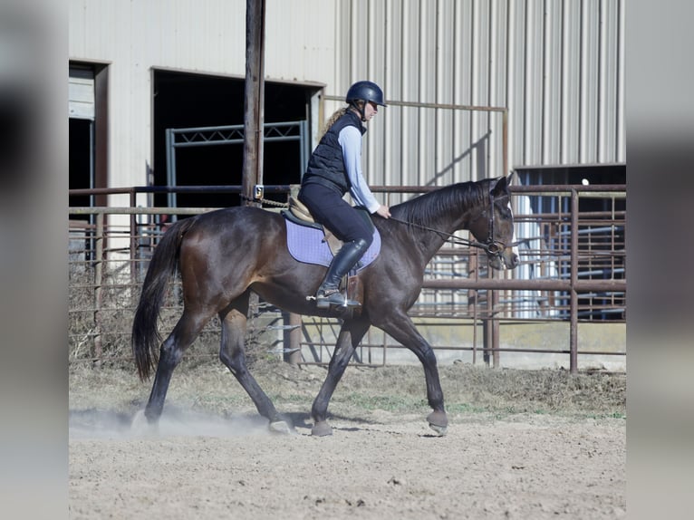 American Quarter Horse Mix Wałach 7 lat 163 cm Gniada in Athens