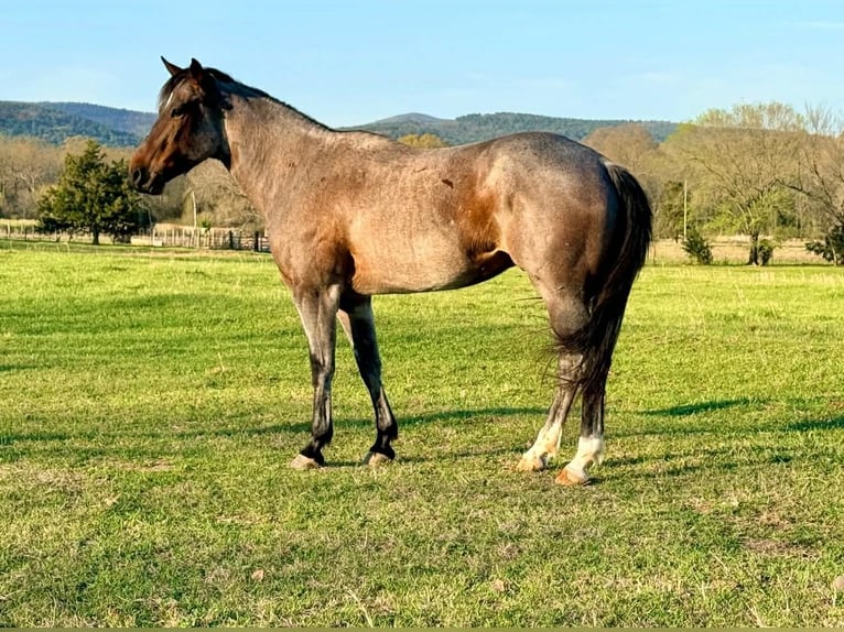 American Quarter Horse Wałach 7 lat 163 cm Gniadodereszowata in Hatfield