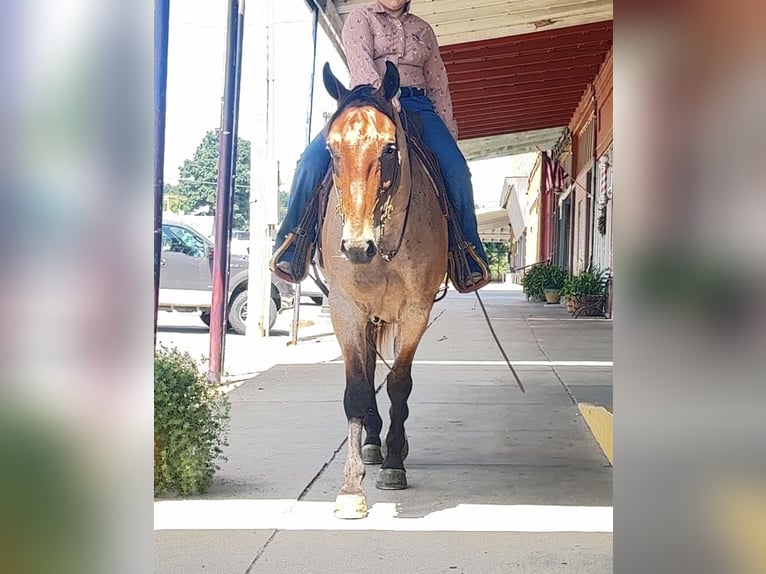 American Quarter Horse Wałach 7 lat 163 cm Gniadodereszowata in Henderson